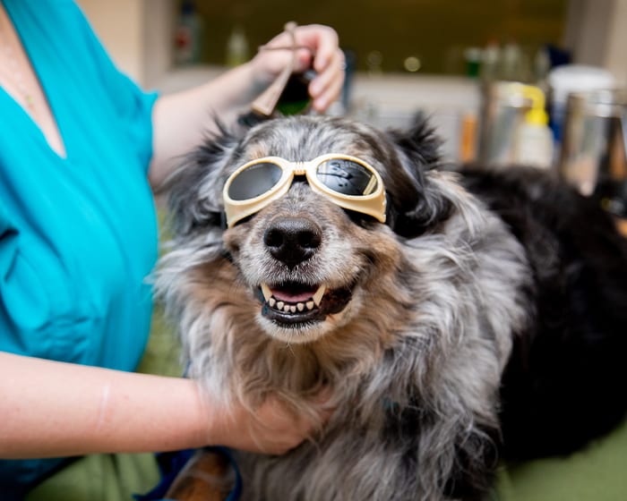 Veterinary Cold Laser Therapy for Dogs in Mooresville